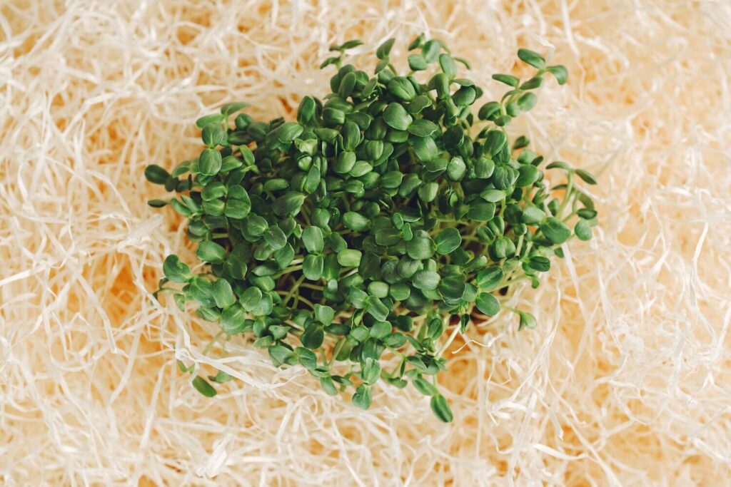 Hogyan semlegesítsük a növényi védővonalakat?